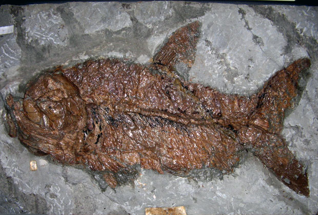 Museo dei Fossili - Lugo di Vicenza